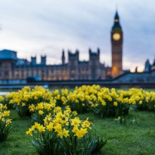 houses of parliament with daffodils in the foreground
