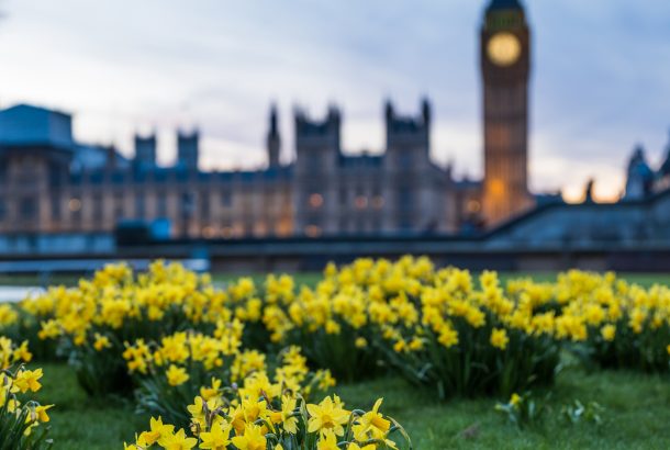 houses of parliament with daffodils in the foreground
