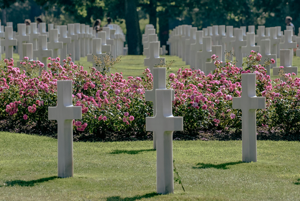 D-day white crosses in a graveyard with pink roses.
